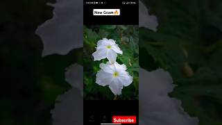 New Gcam 🔥 lmc 84 config file download  Aggc gcam gcam lmc photography shorts [upl. by Fritzsche]