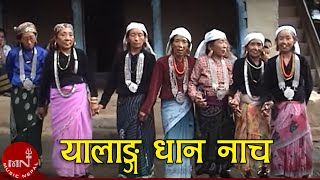 Yalang Dhan Nach  Pathibhara Channel [upl. by Gabbi]