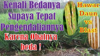 Hawar Daun amp Blast Perbedaan amp Cara Pengendaliannya [upl. by Parlin903]