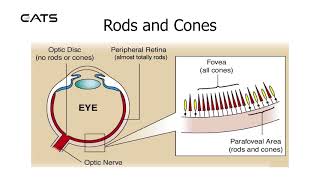 29  Rods amp Cones [upl. by Bain605]