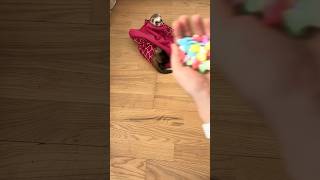 Gentle Beads Drops with Ferret ASMR Therapy asmr satisfying animals [upl. by Kyd]