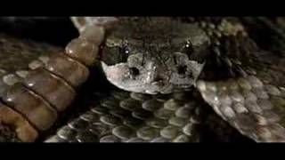 Rattlesnake rattling in slow motion  600fps [upl. by Bully]