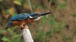 Le martinpêcheur en action [upl. by Llednahc]