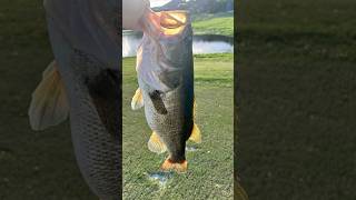 I went fishing today crazy bass fishing fyp viral grass 8pounds big [upl. by Chaiken]