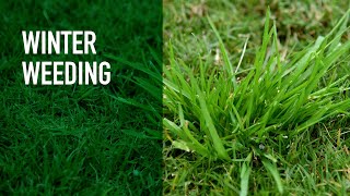 Winter Lawn Care Products  Treating and Preventing Lawn Weeds [upl. by Halas]