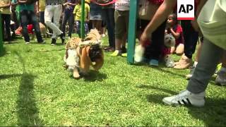 Dog owners dress up their pets for annual Christmas Dog Parade [upl. by Ydassac]