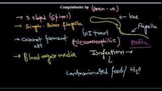 Campylobacter introduction [upl. by Monahon]