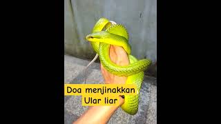 Cara menjinakkan ular liar gonyosoma [upl. by Kiley]