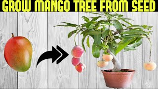 How To Grow a Mango Tree From Seed  SEED TO HARVEST [upl. by Amluz731]