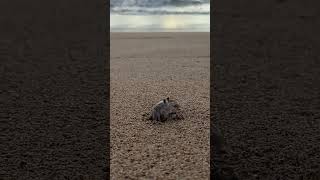 Hermit Crab Makes Daring Escape from Peaky Photographer getout [upl. by Annitsirhc]