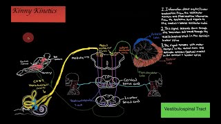 Vestibulospinal Tract Motor Pathway [upl. by Amara304]