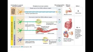 Chapter 146 ANS Neurotransmitters and Receptors BIO201 [upl. by Micheline432]