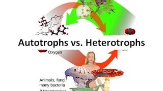 Autotrophs vs Heterotrophs [upl. by Ttennej]