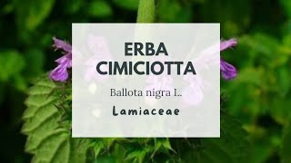 CIMICIOTTA COMUNE  MARRUBIO FETIDO  Black horehound  Wednesday Weed  Ballota nigra L Lamiaceae [upl. by Elades]