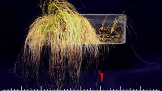 Eragrostis nindensis timelapse of a resurrection plant [upl. by Mchenry]