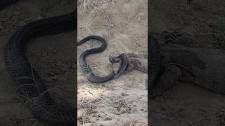 🐍🦎Black Cobra Snake and Monitor Lizard are bitting each other for their survivalsnakeshortlizard [upl. by Paluas609]