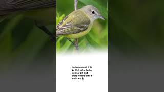 Bells vireo bird zoological name shorts agriculture knowledge facts [upl. by Bjork]