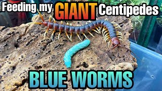 FEEDING GIANT CENTIPEDES GUMMY WORMS Feeding Hornworms [upl. by Akcimahs]