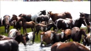 2014 Chincoteague Pony Swim  Short Version [upl. by Llechtim]