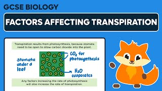 Factors Affecting Transpiration  GCSE Biology [upl. by Kaliope]