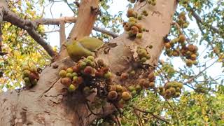 yellowfooted green pigeon Treron phoenicopterus  Hariyal feasting on Goolar figs [upl. by Dorin274]