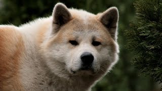 Akita Dog Breed [upl. by Edwine918]