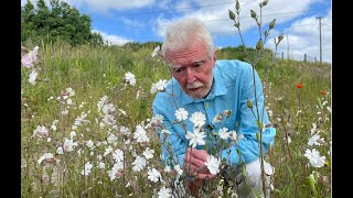 White Campion with John Feehan Wildflowers of Offaly series [upl. by Ignace]