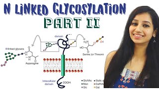 N LINKED GLYCOSYLATION PART IIProtein SortingProtein TargetingCell BiologyEndoplasmic Reticulum [upl. by Swithbert130]