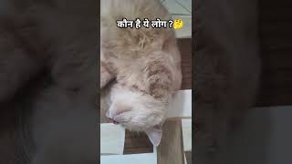 Active 😹 ytshorts cats shortsfeed funnycatmemes trendingshorts husbandwifecomedy billi fyp [upl. by Airamalegna58]