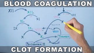 Coagulation Cascade  Intrinsic and Extrinsic Pathway [upl. by Arehsat]