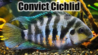 Convict Cichlid  Care Guide amp Species Profile [upl. by Devlen]