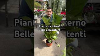 Piante da interno Philodendron Spathiphyllum Aspidistra Aglaonema Platycerium e Ficus lyrata [upl. by Aro874]