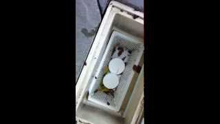 Chlorine Pucks In Pool Skimmer Basket volume warning LOUD [upl. by Rehptsirhc]