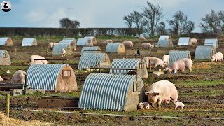 Granja de cerdos al aire libre  Asombrosa Modelo Criar cerdos más sanos y carne más deliciosa [upl. by Keppel]