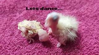 How to handfeeding 2 days old Cockatiel chick  Proper guide to feeding chick  Hand feeding series [upl. by Jaymee432]