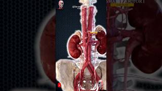 Kidney Anatomy  The Super Filter 🏭 [upl. by Akimat]