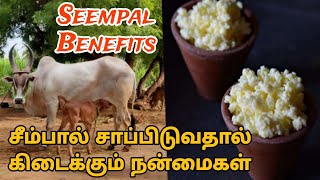 சீம்பால் சாப்பிடுவதால் ஏற்படும் நன்மைகள்  Cow Colostrum Milk Benefits  Health Care Tamil [upl. by Noevad891]