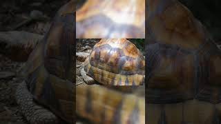 Rare Animals You Need to See  The Ploughshare Tortoise [upl. by Cirde664]