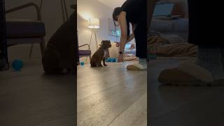 Female client gets A for practicing food aggression training with pitbull puppypitbull puppy dog [upl. by Allebasi277]