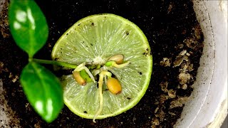 Key Lime Tree from seed🍋 [upl. by Nwahsit]