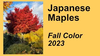 Japanese Maples [upl. by Nyleaj]