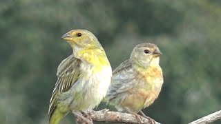 FÊMEA DE CANÁRIO DA TERRA CHAMANDO E MACHO CANTANDO [upl. by Ujawernalo719]