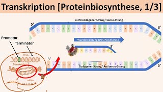 Transkription Proteinbiosynthese 13  Biologie Genetik Oberstufe [upl. by Yoong]