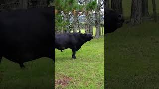 Old video of a Angus bull bellowing pls like and subscribe [upl. by Eloci]