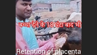 retention of placenta in cow ampBuffalo trendinrammeharfarmdairy7865Hacibayrammercan [upl. by Euqor]