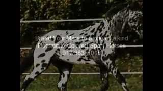 Legendary Design Leopard Friesian X Appaloosa Breeding Stallion For Sale [upl. by Atonsah]