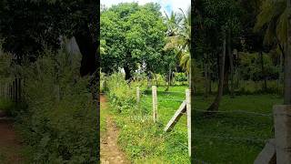 38  33 Gunte Farm Land Sale in Channapatna Ramanagara Near Bengaluru Charan 7338474634 [upl. by Eilak998]