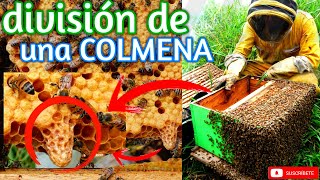 🐝 Una Manera Fácil para MULTIPLICAR Colmenas 👉 Método Natural ✅ [upl. by Ellertal578]