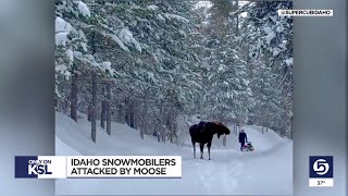 Idaho family survives angry moose attack [upl. by Narud420]