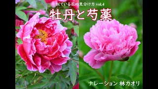 牡丹と芍薬の見分け方『似ている花の見分け方vol４』 （ナレーション 林カオリ） [upl. by Bonnibelle770]